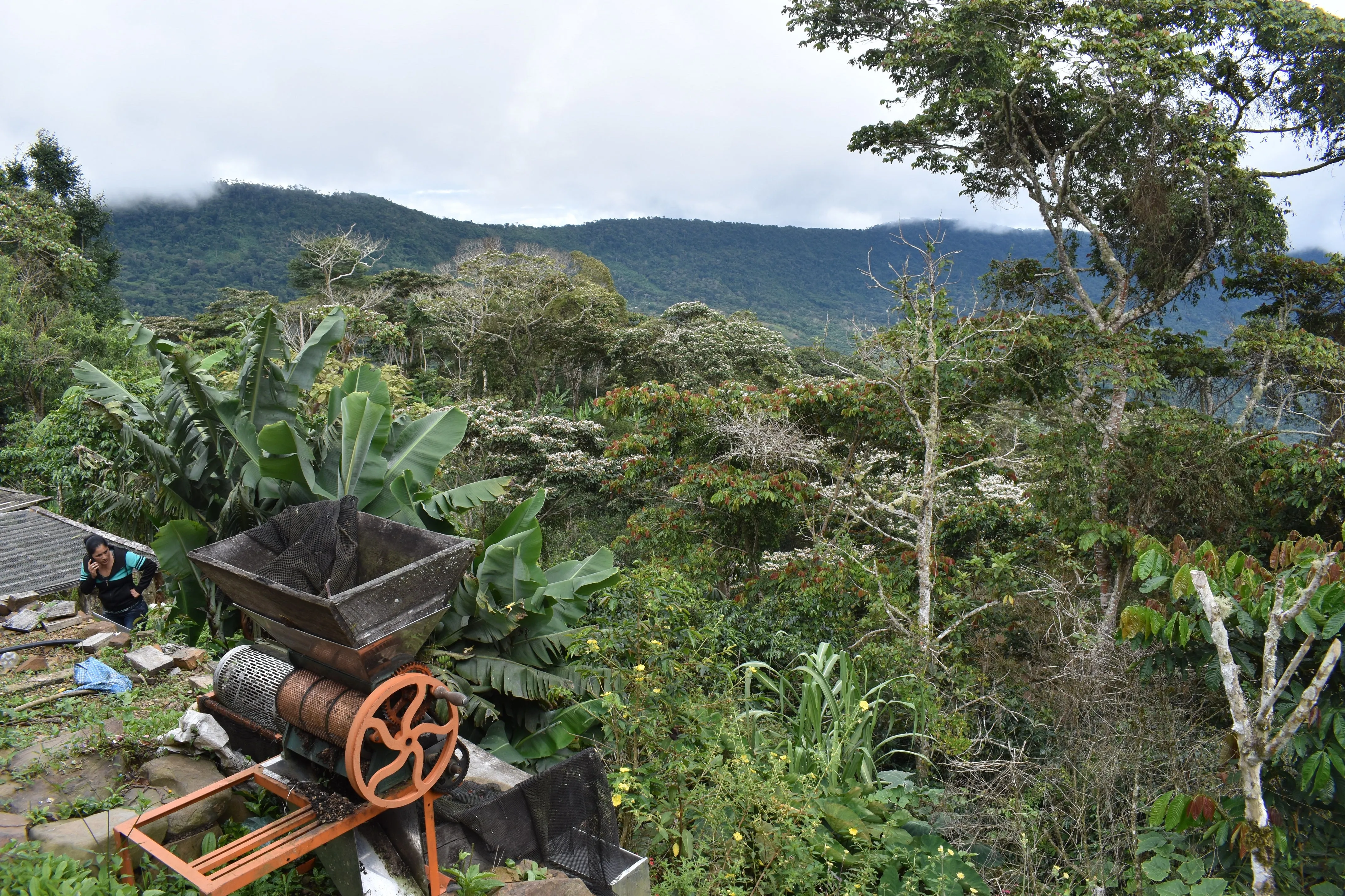 Bolivia Micro-lot: Organic Invalsa Peaberry. Available at Continental (NJ) & Salisbury, MA. NEW ARRIVAL!