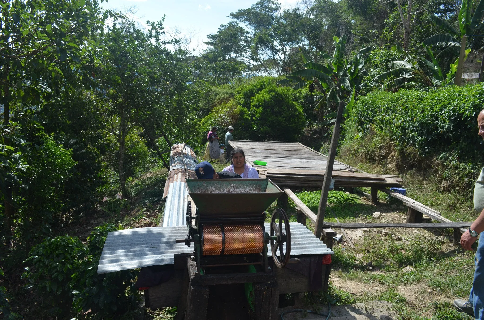 Bolivia Micro-lot: Organic Invalsa Peaberry. Available at Continental (NJ) & Salisbury, MA. NEW ARRIVAL!