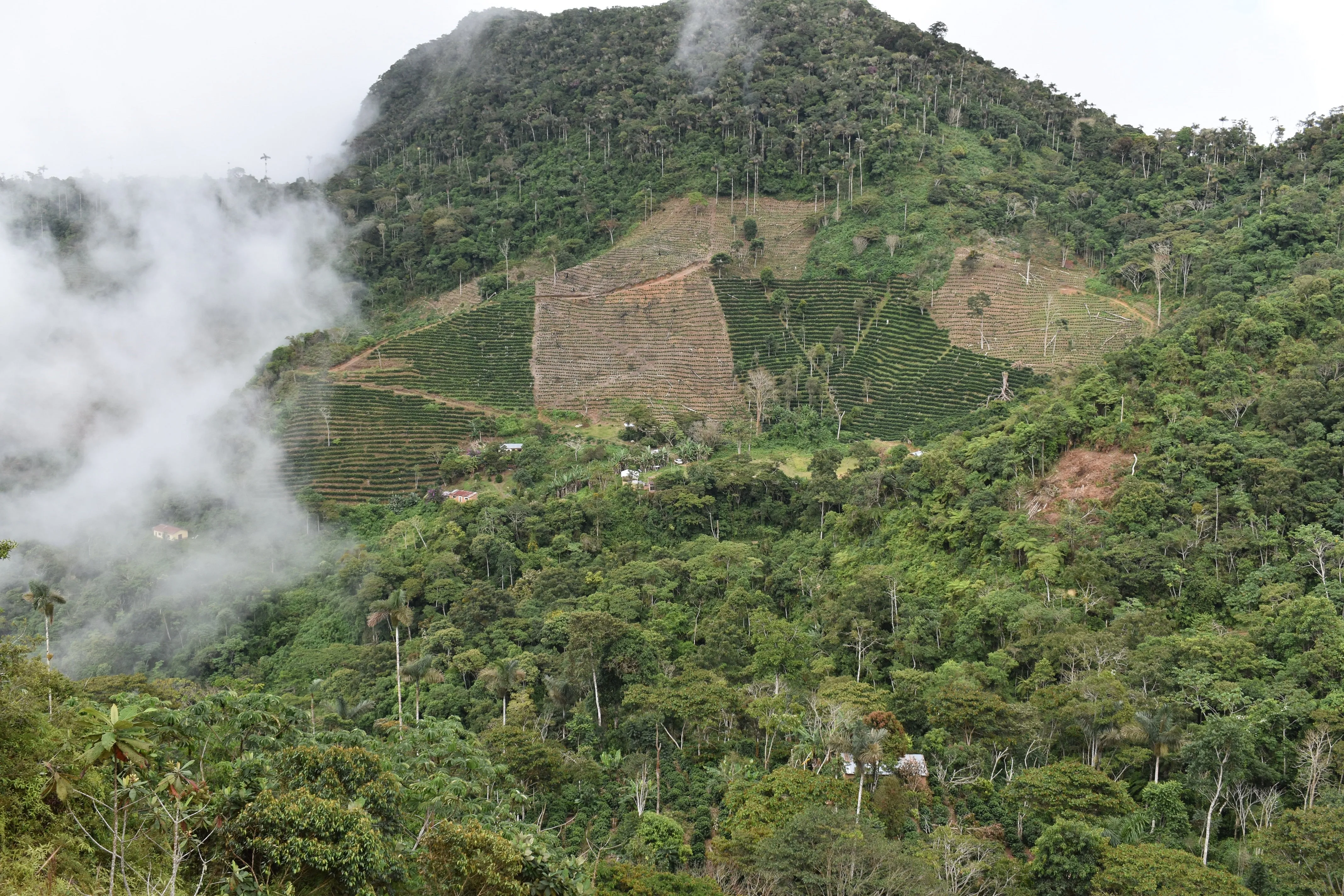 Bolivia Micro-lot: Organic Invalsa Peaberry. Available at Continental (NJ) & Salisbury, MA. NEW ARRIVAL!