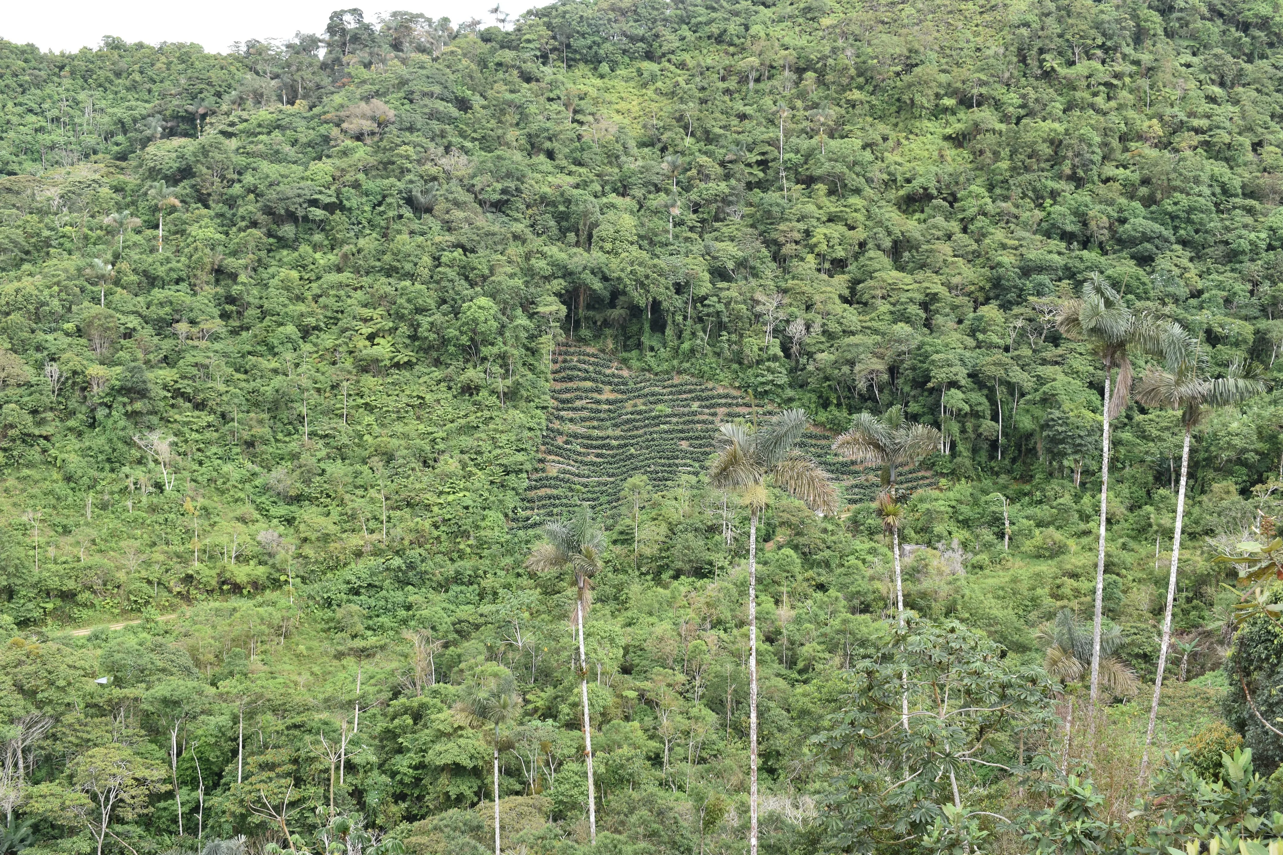 Bolivia Micro-lot: Organic Invalsa Peaberry. Available at Continental (NJ) & Salisbury, MA. NEW ARRIVAL!